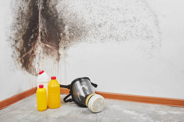 Best Kitchen Mold Remediation in Montesano, WA