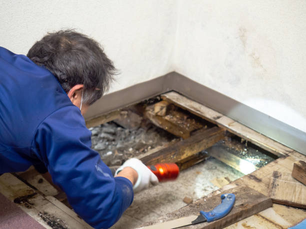 Best Mold Testing and Inspection Services in Montesano, WA