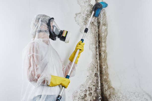 Best Kitchen Mold Remediation in Montesano, WA