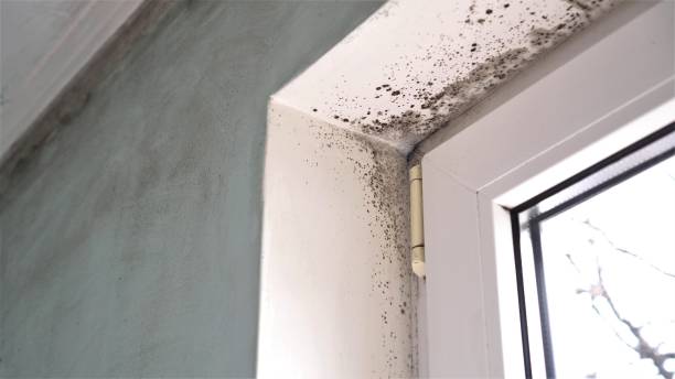 Best Industrial Mold Remediation in Montesano, WA