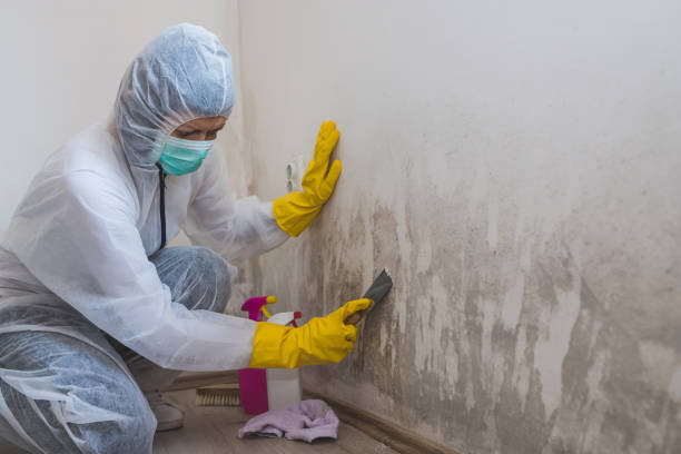 Best Post-Flood Mold Remediation in Montesano, WA