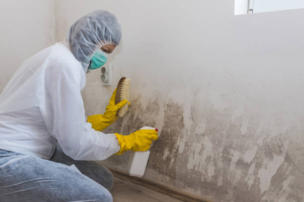 Best Attic Mold Remediation in Montesano, WA