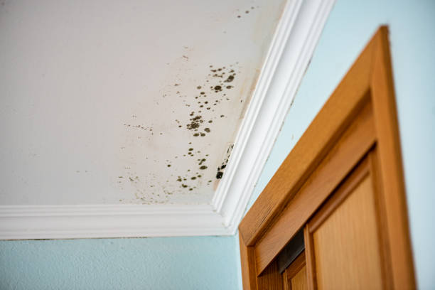 Best DIY Mold Remediation Support Services in Montesano, WA