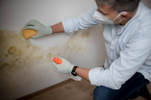 Best Residential Mold Remediation in Montesano, WA