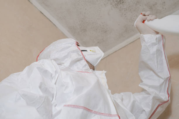 Best Residential Mold Remediation in Montesano, WA