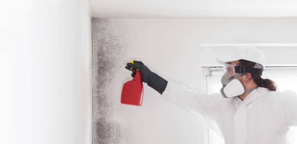 Best Attic Mold Remediation in Montesano, WA
