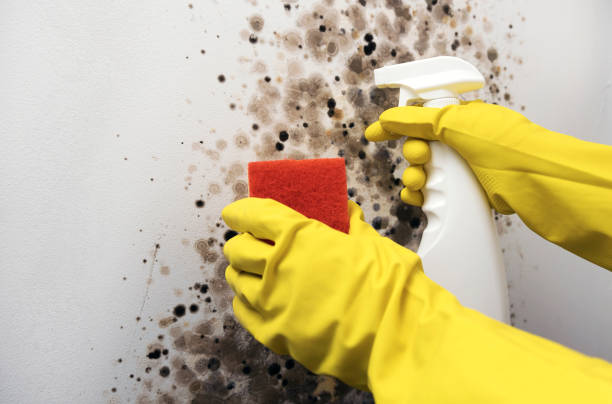 Best Emergency Mold Remediation in Montesano, WA